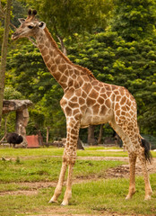 giraffe