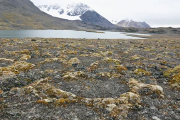 Tischdecke lilliehöökfjorden_tundra © Christian