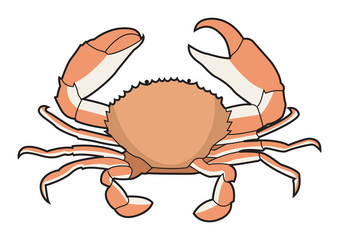 Crab for Sea Food  in Vector Illustration