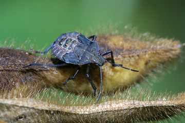 stinkbug