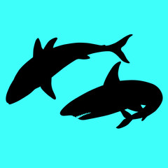 shark and the whale
