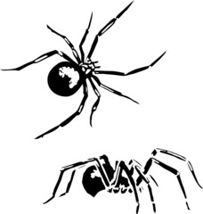 spiders vector