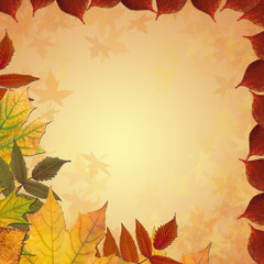 Autumn colored maple leaves