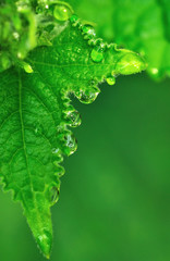 water drop on the cucumbers leaf with copy space