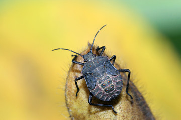 stinkbug