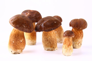 Xerocomus mushrooms of different size on white background
