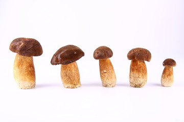 Xerocomus mushrooms of different size (big to small) on white - obrazy, fototapety, plakaty