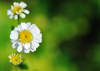 Fototapeta premium daisies macro with copy space