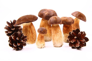 Xerocomus mushrooms of different size and pinecones