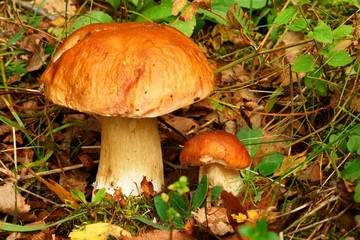 Boletus edulis