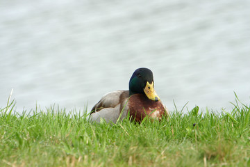 duck