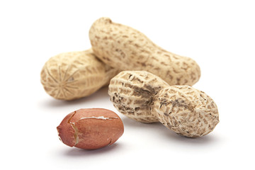 Peanut in shell