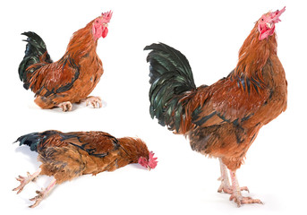 Brown rooster set