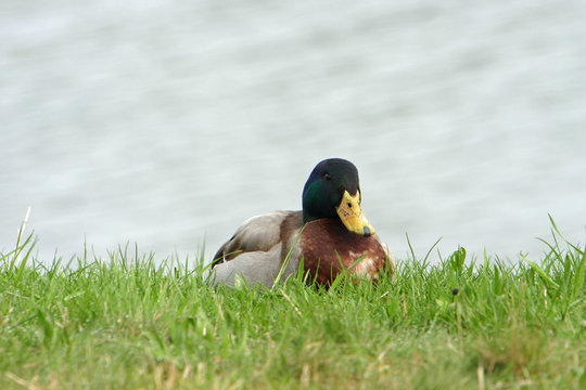 duck