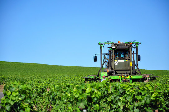 rognage des vignes