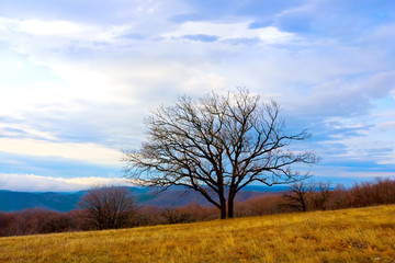 Alone tree in mountain