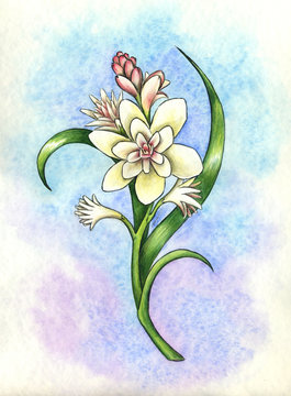 Fiori bianchi con boccioli