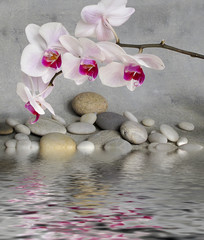 Orchidee und Wasser
