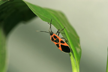 stinkbug