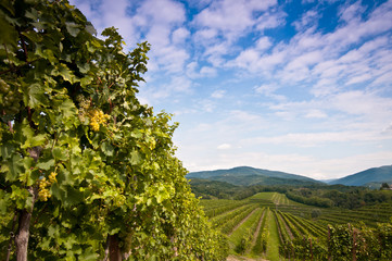 Fototapeta na wymiar Zielony winnic pól w Collio, Friuli we Włoszech