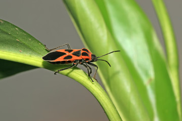 stinkbug