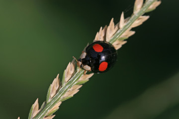 ladybug