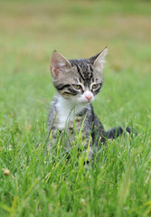 Naklejka premium Cat on the grass
