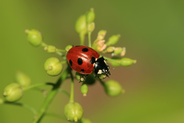 ladybug