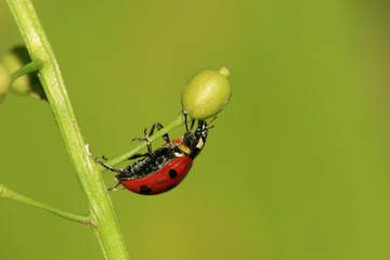 ladybug