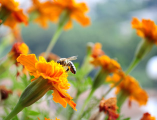 bee on flower blossom
