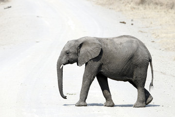 elefante africano © torsius