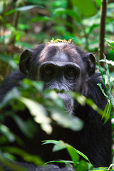 chimpance - 25624062