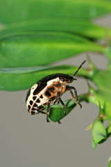 stinkbug