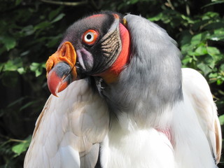 Der Königsgeier (Sarcoramphus papa) ist ein Neuweltgeier Südamerikas und die einzige lebende Art...