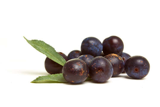 Wild Hedgerow Sloes