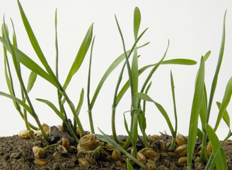 wheat sprouts