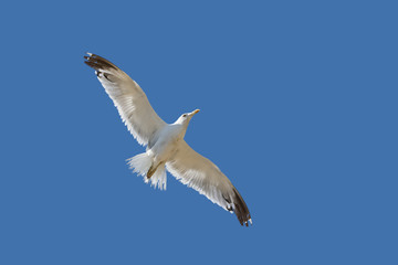 Seagull flying