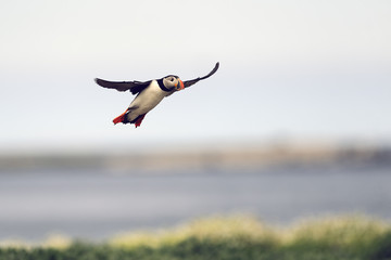 atlantic puffin (fratercula arctica)