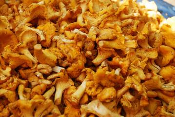Pfifferlinge