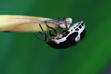 stinkbug