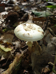 Pilzzeit: Eßbar oder giftig ? - mushroom time: eatable or toxic