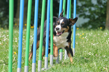 Agility - Appenzeller im Slalom