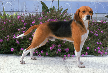 beagle harrier en position standard - obrazy, fototapety, plakaty