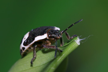 stinkbug