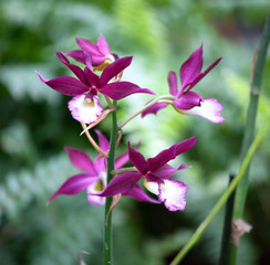 Orchid