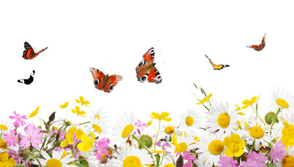 Fototapeta na wymiar kwiaty i motyle