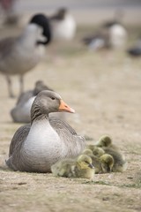 Goose With Baby Chicks