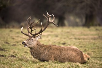 Naklejka na ściany i meble Mężczyzna Deer, Yorkshire, England