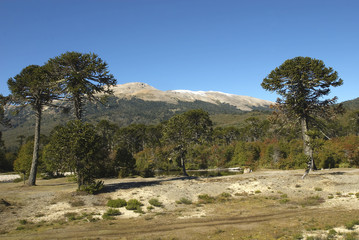araucaria (argentina - cile)