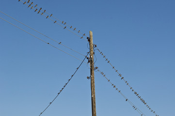 hirondelle départ 2 © Stéphane Le Blan